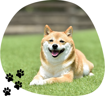 訪問しつけ｜出張プライベートレッスンのご案内
