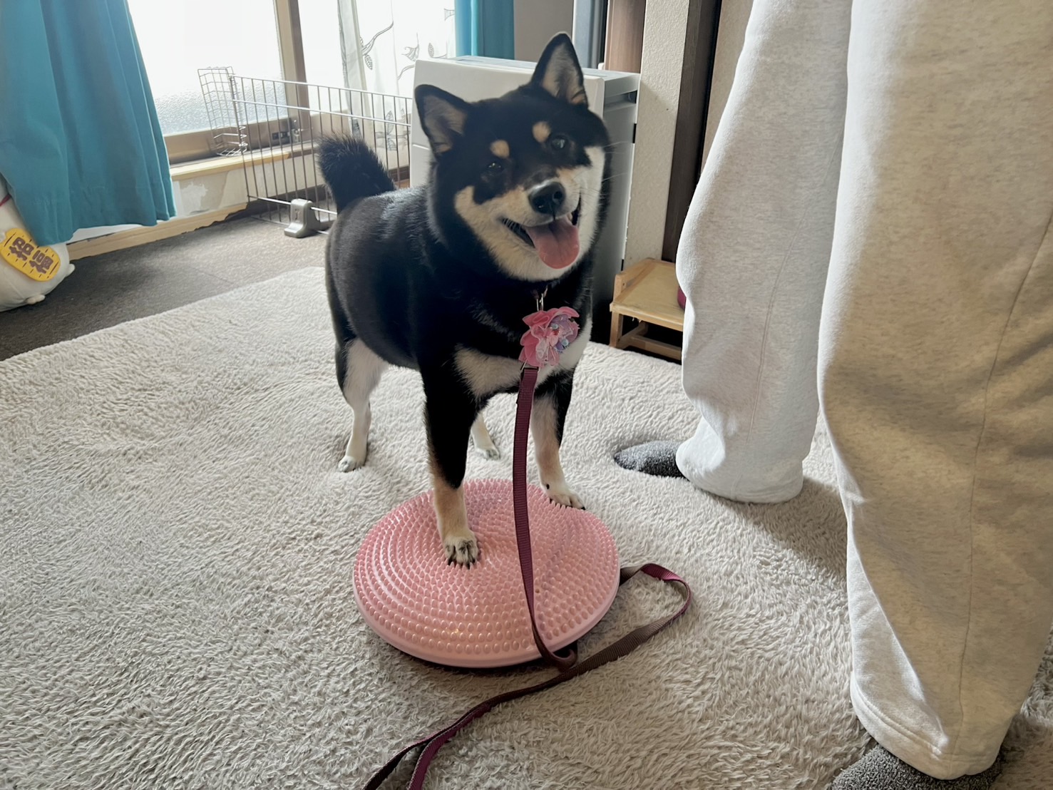 大阪訪問しつけ｜マメちゃん